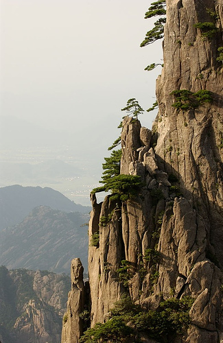 trees on cliff